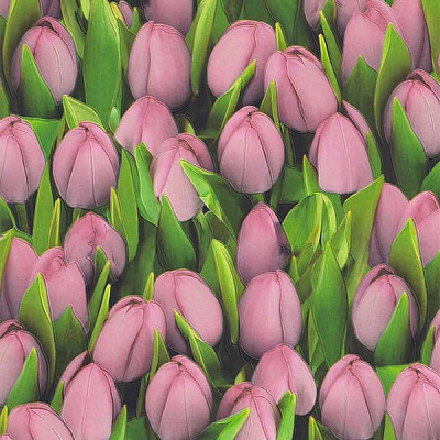 Шпалери зі спіненого вінілу Sintra Decoration Тюльпани 416723 0,53x10,05 м