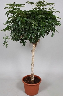 Рослина Шеффлера 35х120 Compact деревоподібна