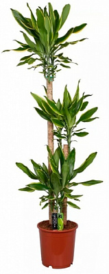 Растение Драцена Голден Коаст 3рр d21/h110