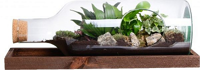 Террариум в бутылке горизонтальной 48х20 см