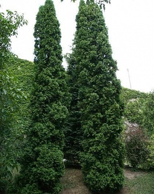 Рослина Туя західна Малоняна/Thuja occ. 'Malonyana' С3 /Н 10-15
