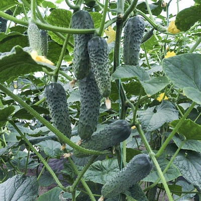 Семена Професійне насіння огурец Лютояр F1 10 шт. (4820176695819)