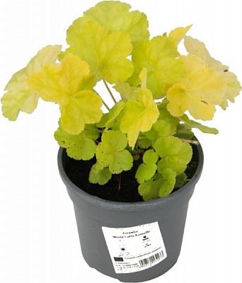 Рослина Гейхера Романо С2