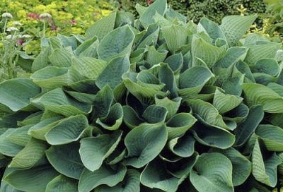 Корневище Яскрава Хоста Sieboldiana 1 шт. 