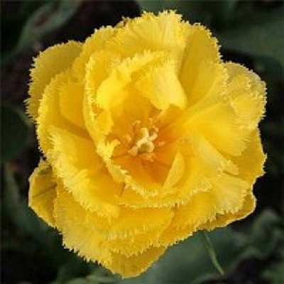 Луковица Тюльпан Бахромчатый махровый Екзотик Сан 5 шт. 