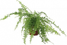 Растение комнатное Нефролепис 11x25 см