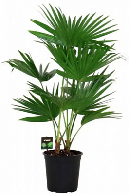 Рослина Пальма лІвінстона d19/h60