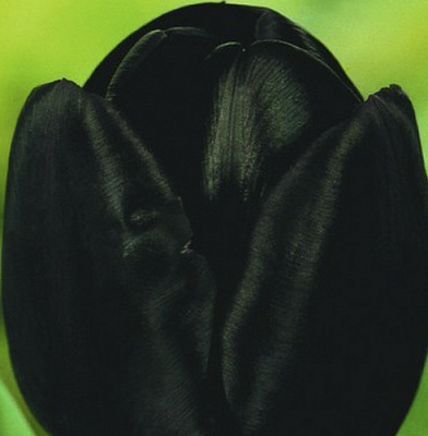 Цибулина Яскрава Тюльпан тріумф Queen of Night 3 шт.