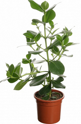 Растение клузия 17/50