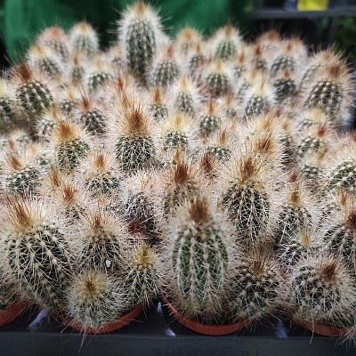 Рослина Кактус 5х8 Pilosocereus Chrysostele