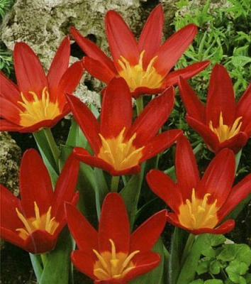 Луковица Яскрава Тюльпан гибрид Кауфмана Scarlet Baby 3 шт.