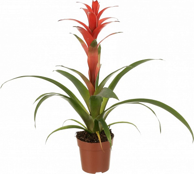 Рослина Бромелія мікс 13/50