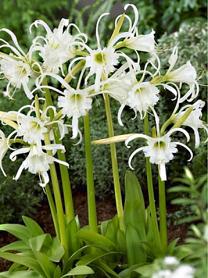 Луковица исмене фесталис 1 шт. 