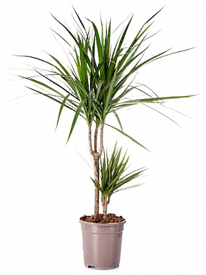 Растение комнатное Драцена 17х80 см Magenta 2 ствола