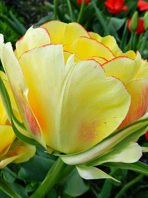 Луковица TUBERBULB Export B.V. тюльпана махрового позднего Акибоно 3 шт. 