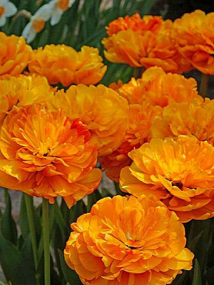 Луковица TUBERBULB Export B.V. тюльпана махрового позднего Сан Лавер 3 шт. 