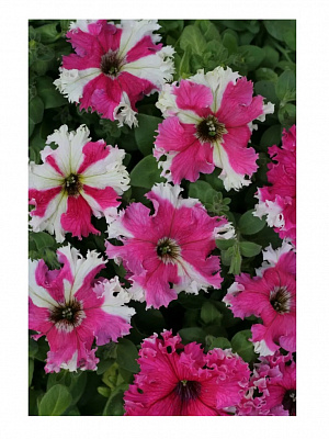 Семена Професійне насіння петуния Каркулка 20 шт. (4823058205403)