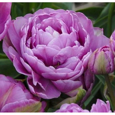 Цибулина Яскрава Тюльпан подвійний+багатоквітковий Lilac Perfection 3 шт.