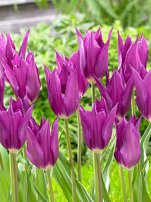 Цибулина тюльпана лілієцвітного Юмі ноу Мурасакі 3 шт.