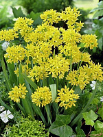 Цибулина TUBERBULB Export B.V. цибулі декоративної Моля 10 шт. 