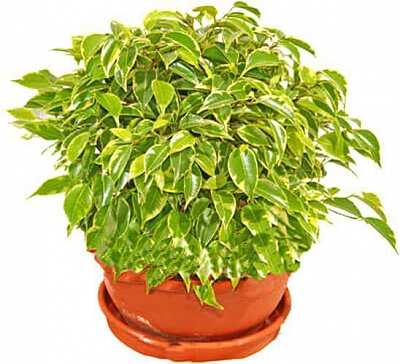 Рослина кімнатна Фікус 12/35Ficus Kinky акція