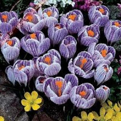 Луковица Крокус крупноцветковый полосатый 10 шт. 