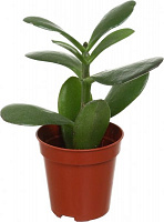 Растение Красула 5х15 см микс