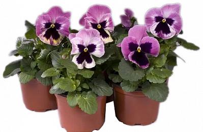 Растение Виола летняя рассада d9