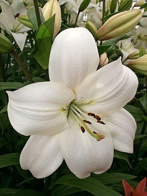 Цибулина лілії ЛА Літоувен 1 шт.