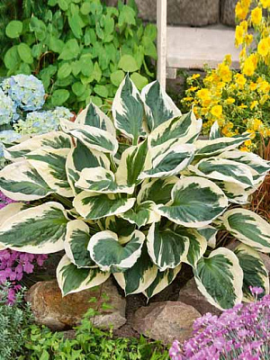 Корневище хосты Патриот 1 шт. 