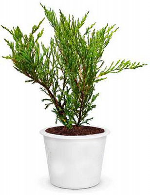 Рослина Ялівець горизонтальний Andorra Compacta (V21-S23 30-40 C7.5)