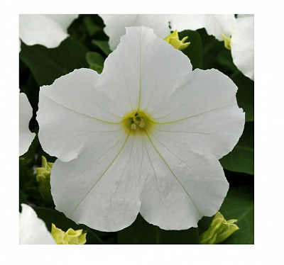 Семена Професійне насіння петуния Мистрал F1 белая 20 шт. (4823058203522)