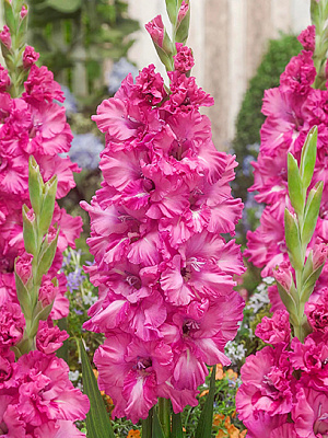 Клубнелуковица TUBERBULB Export B.V. гладиолуса Свит Лав 3 шт.
