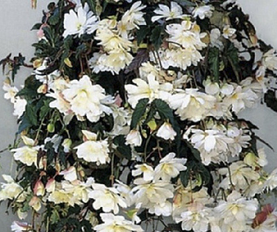 Луковица Яскрава Бегония свисающая Белый каскад 1 шт. 