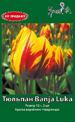 Луковица тюльпана Banja Luka 3 шт. 