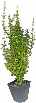 Саджанець MegaPlant Барбарис Тунберга Erecta 30-50 см C2