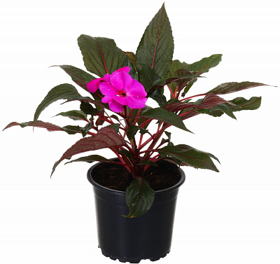 Растение декоративное Бальзамин 12/25+ mix