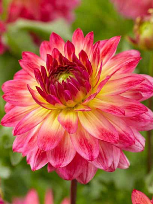 Корнеклубень георгины декоративной Арматерас 1 шт. 