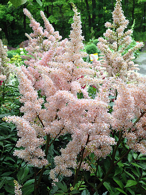 Кореневище астільби Піч Блоссом 1 шт.