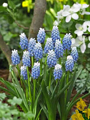 Луковица мускари Пеперминт 5 шт. 