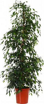 Рослина Фікус бенжаміна мікс 30x180 см