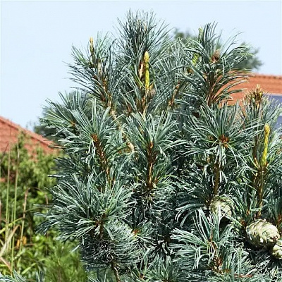 Рослина Сосна дрібноквіткова / Pinus parviflora Blauer Engel, C20