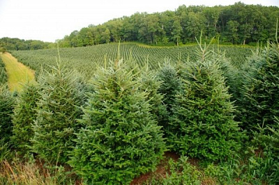 Пихта натуральная Фрайзера до 2 м зеленый 