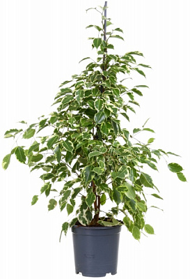 Растение фикус бенджамина голден кинг 21/95