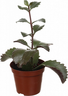 Растение комнатное Суккулент микс 8х10 см