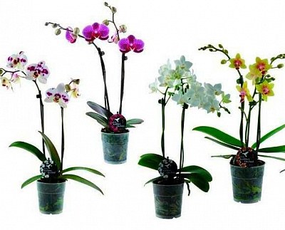 Рослина Фаленопсис мікс 2 стовбури, 12+ 12/60-70 Супер!