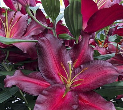 Цибулина Яскрава Лілія OT гібрид гігантська Avinger 1 шт.