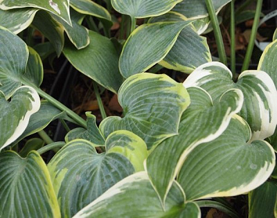 Саджанець хоста First Frost (С3)