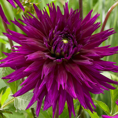 Корнеклубень Яскрава Георгина Кактусовая Ambition 