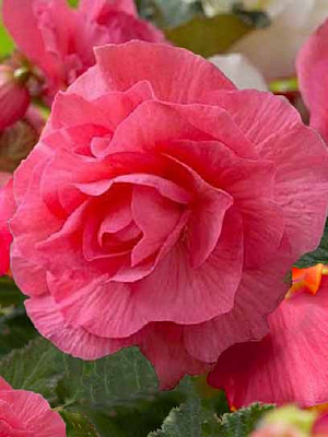 Бульба TUBERBULB Export B.V. бегонії повної Рожевої 1 шт.